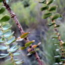 Image of Cliffortia crenata L. fil.