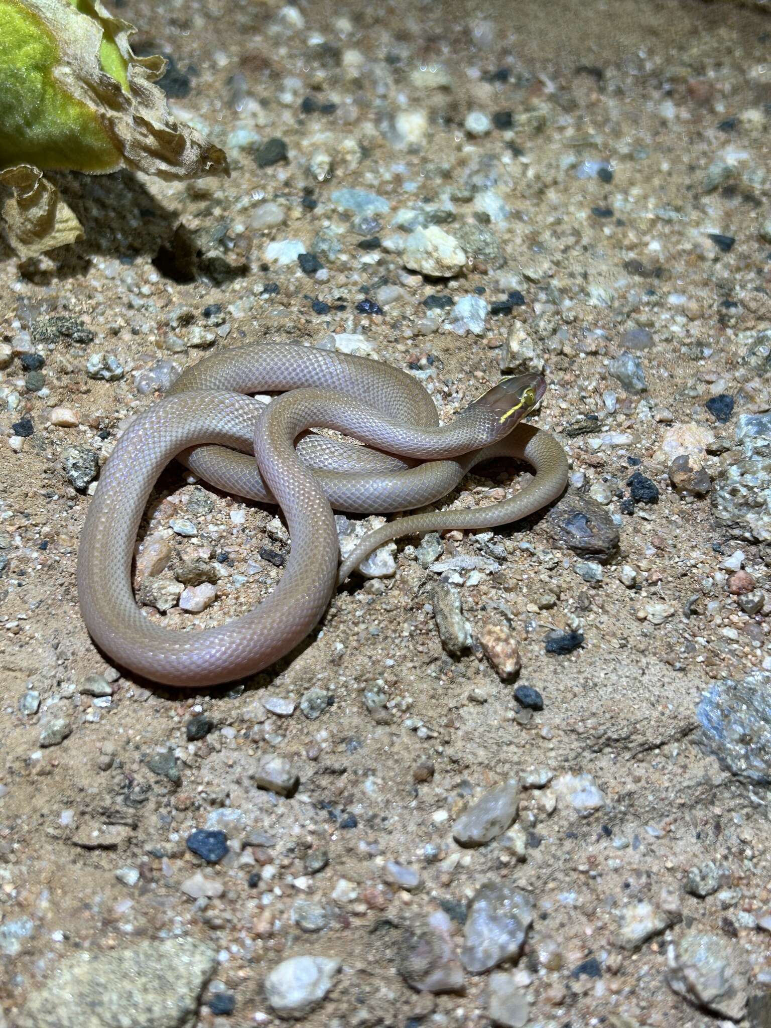 Image of Boaedon fuliginosus mentalis Günther 1888