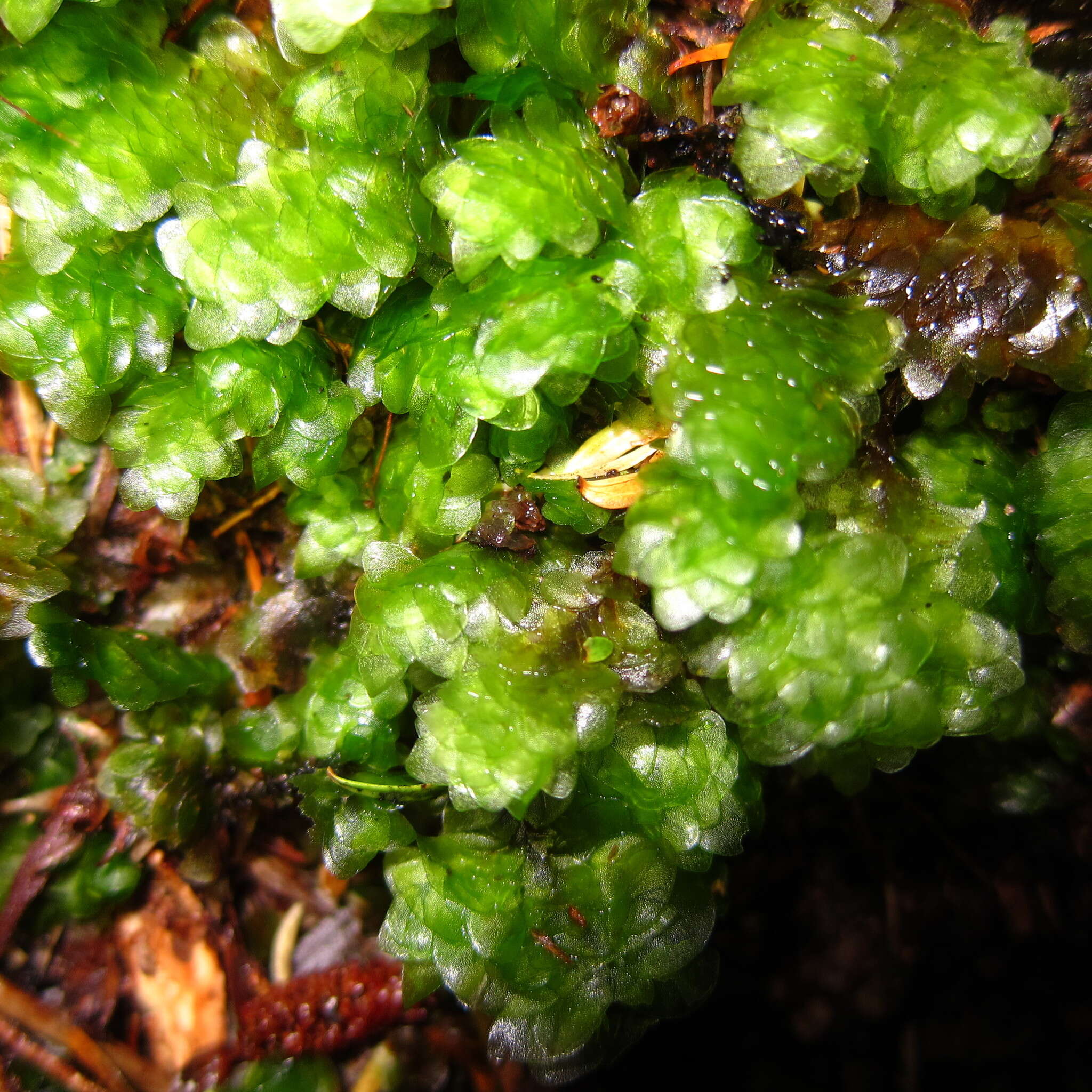 Image of Achrophyllum quadrifarium Vitt & Crosby 1972