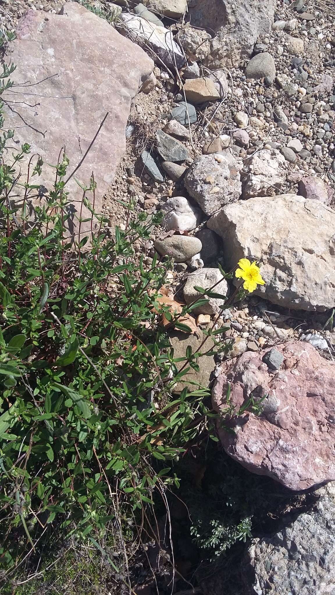 Image of Helianthemum nummularium subsp. grandiflorum (Scop.) Schinz & Thell.