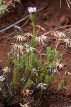 Imagem de Tetramolopium humile (A. Gray) Hillebr.