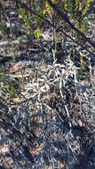 Image of Pelargonium fergusoniae L. Bolus