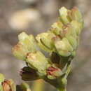 Imagem de Crassula mollis Thunb.