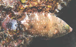 صورة Cheilinus chlorourus (Bloch 1791)