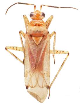 Image of Dicyphus martinoi Josifov 1958