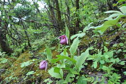 Image of Tibetian Cypripedium