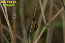 Sivun Libelloides sibiricus (Eversmann 1850) kuva