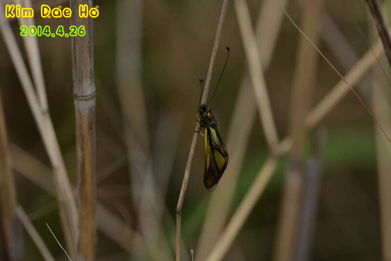 Sivun Libelloides sibiricus (Eversmann 1850) kuva