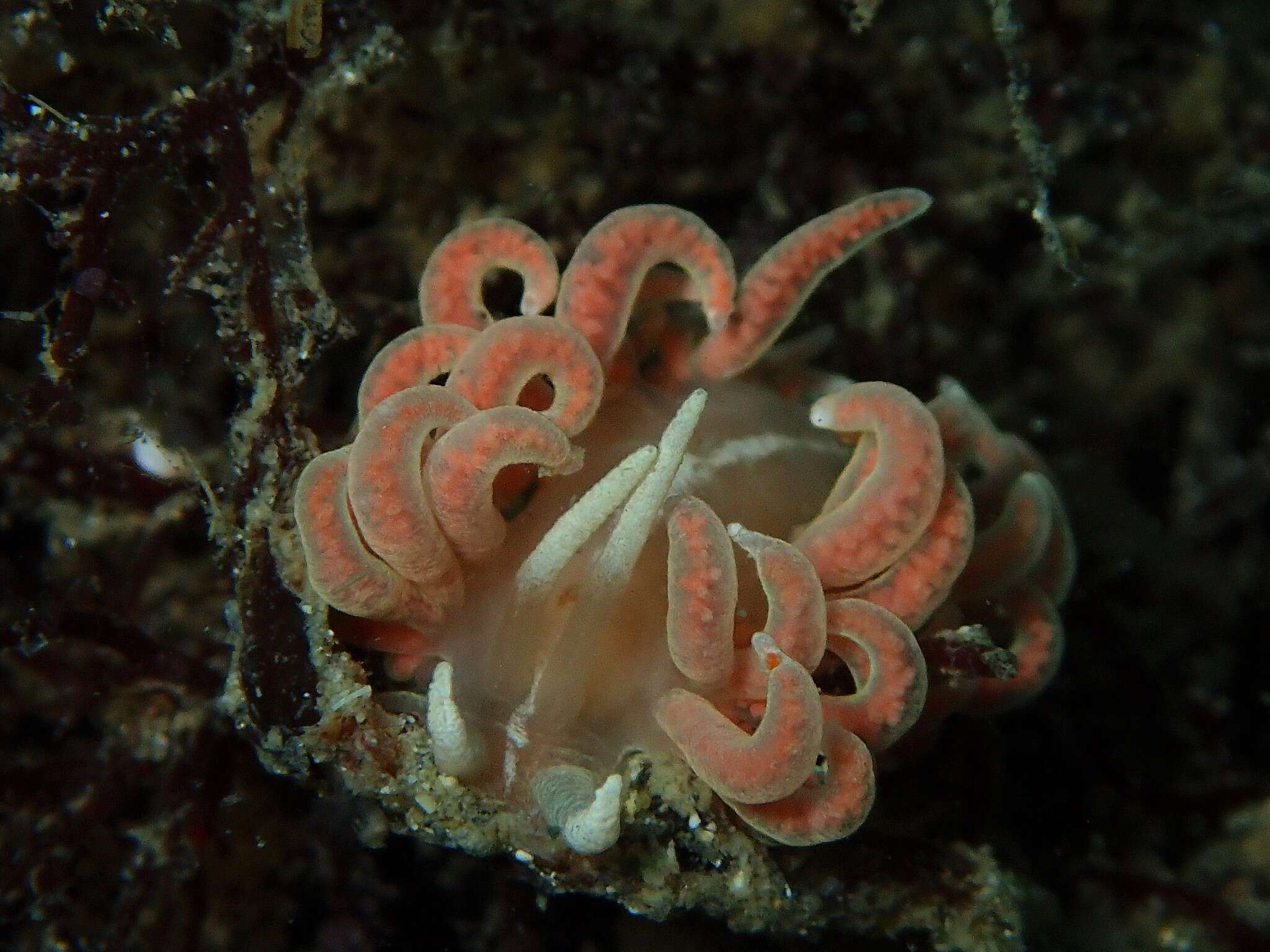 Image of coral nudibranch