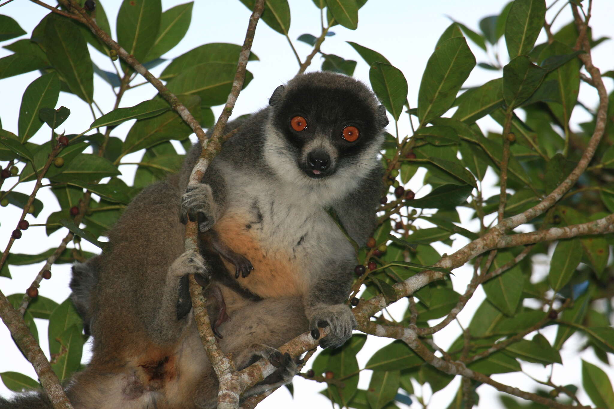 Image of Mongoose Lemur