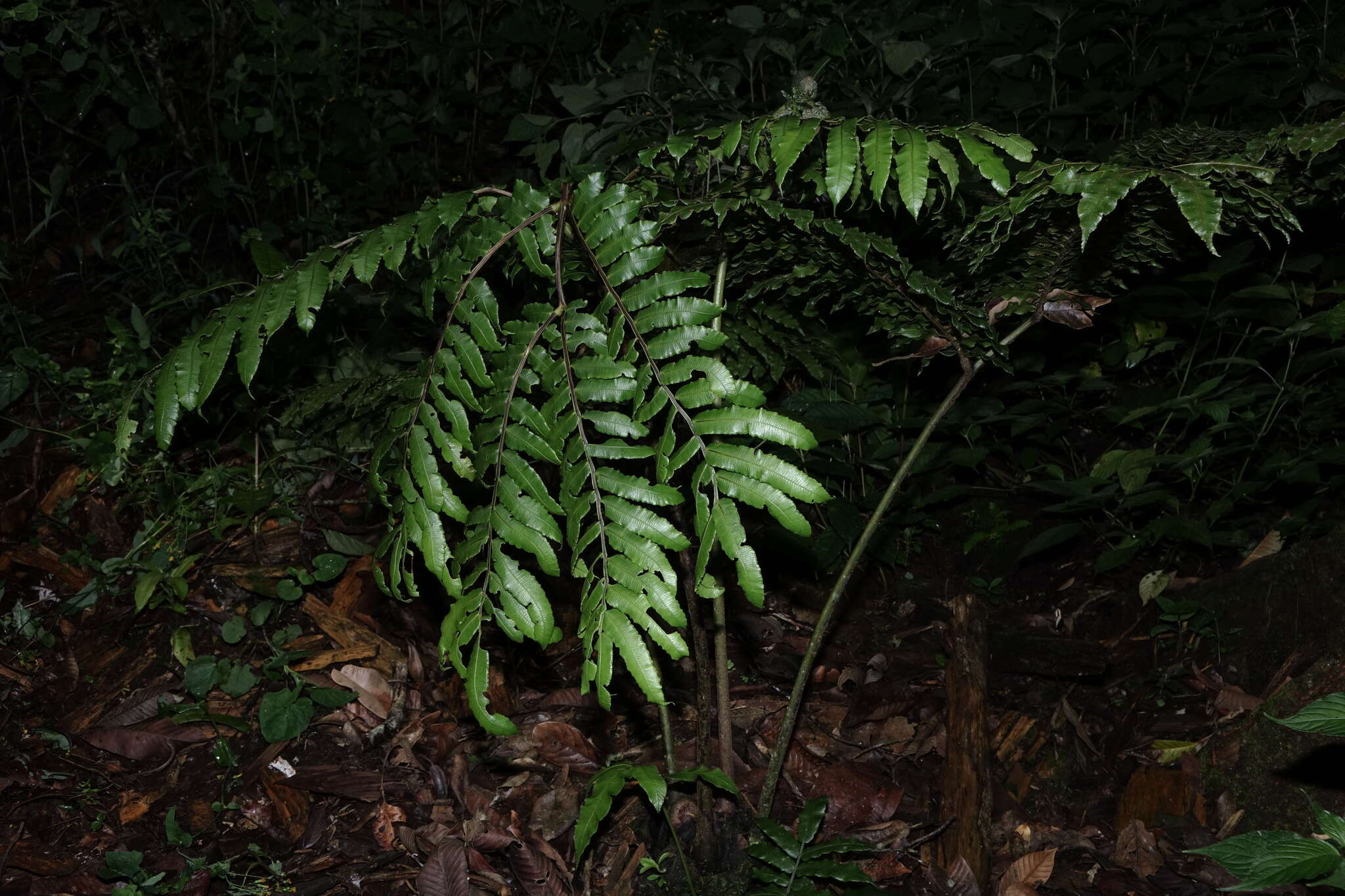 Image of Pitted Potato Fern