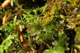 Image of <i>Rosulabryum billardierei</i>