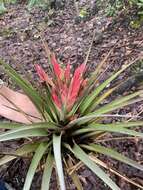 Image of Tillandsia carlsoniae L. B. Sm.