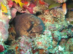 Image of Black cheek moray