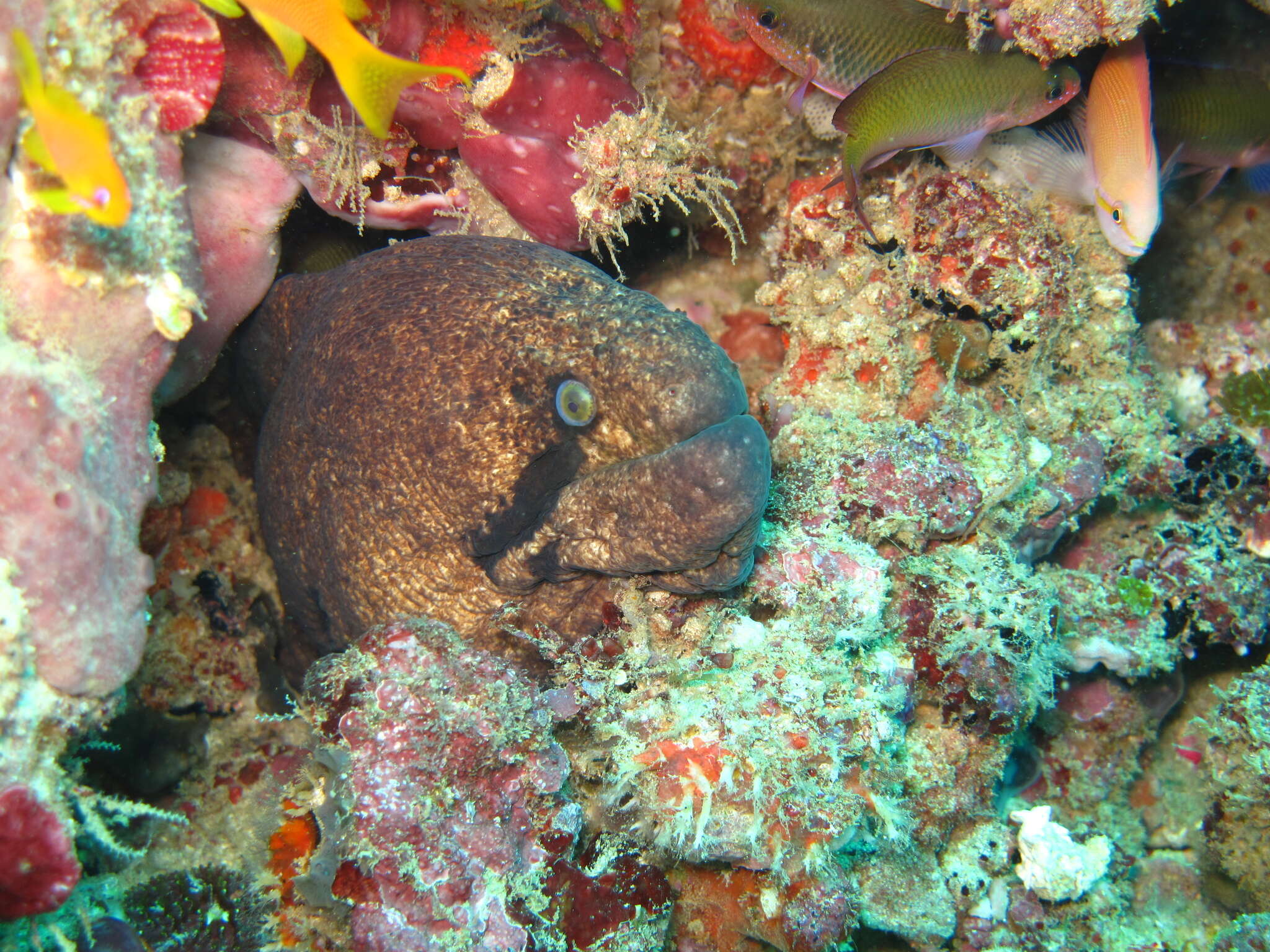 Image of Black cheek moray