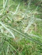 Image of Cirsium suzukii