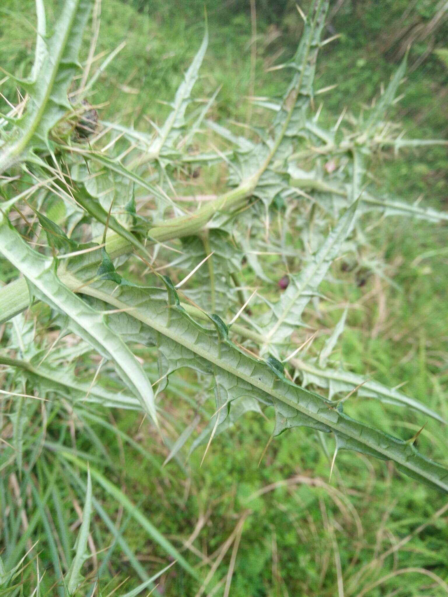 Imagem de Cirsium suzukii