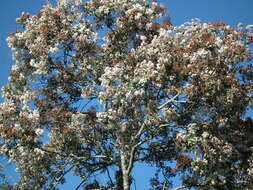 Image of Cordia trichotoma (Vell.) Arrab. ex Steud.