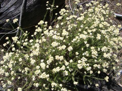 Image of Needle Everlasting