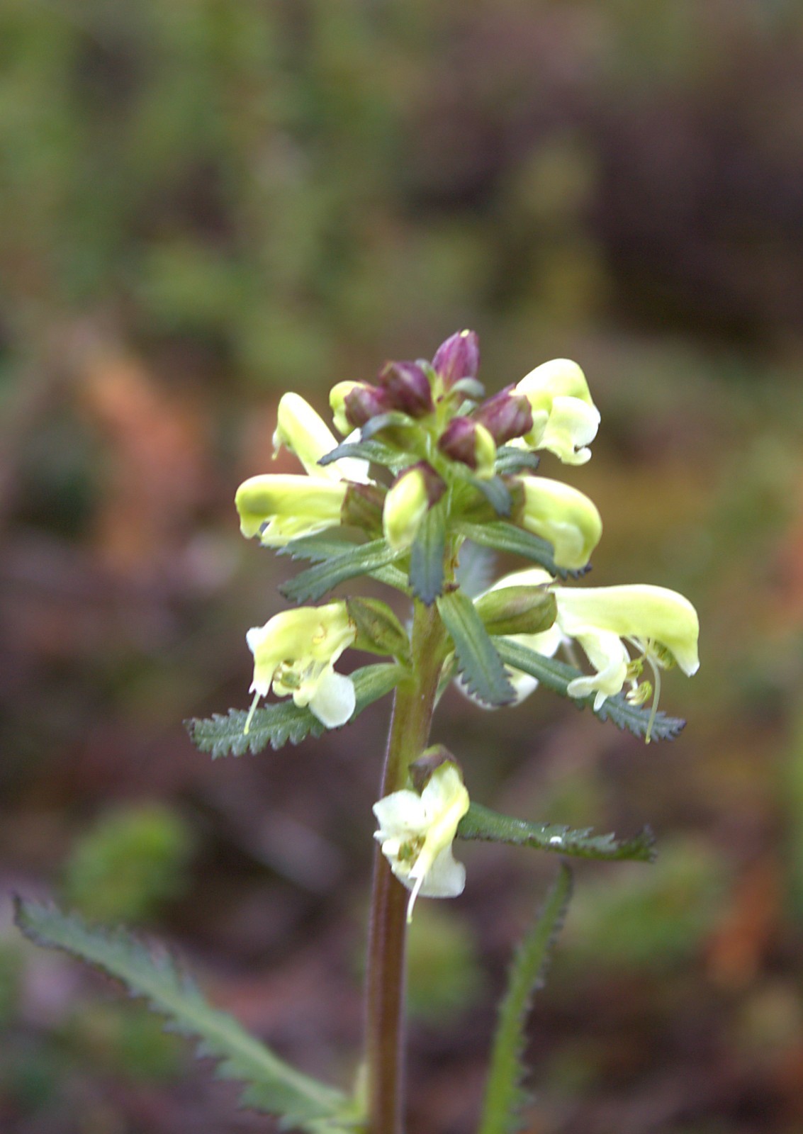 Pedicularis lapponica (rights holder: tonique)