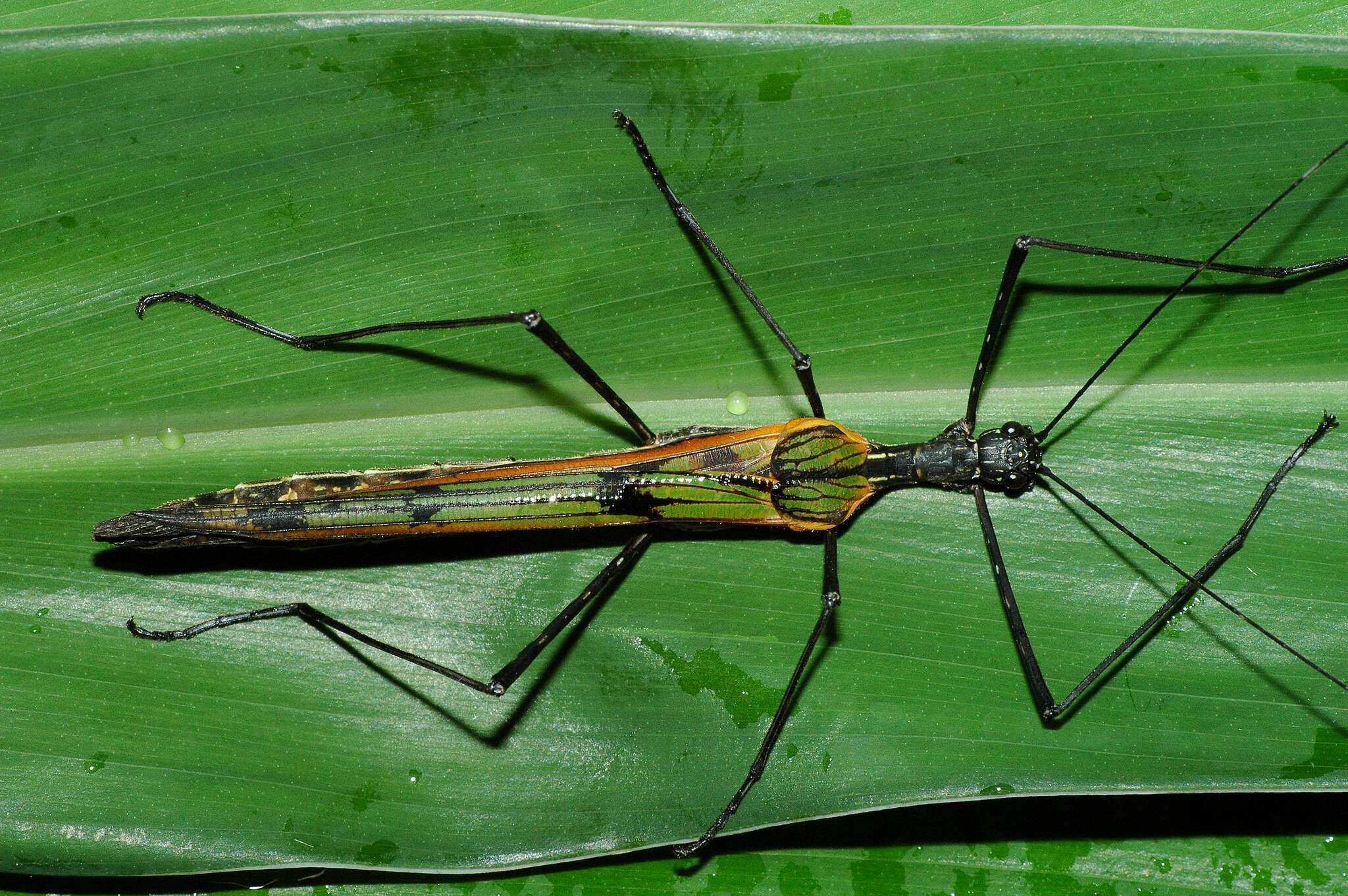 Image of Stratocles costaricensis Rehn & J. A. G. 1904