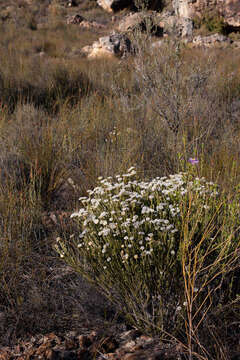 Image of Phylica plumigera Pillans