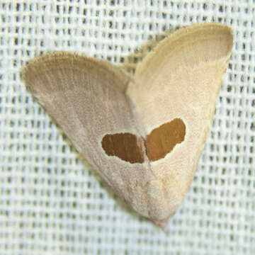 Image of Calymma Hübner 1823