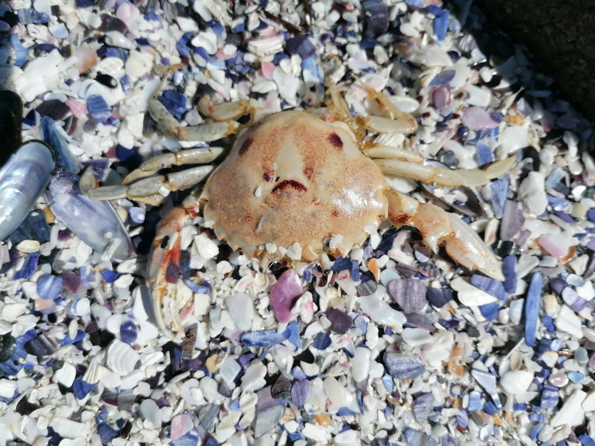 Image of three-spot swimming crab