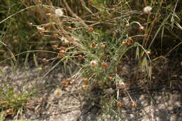 Image of Phagnalon graecum Boiss. & Heldr.