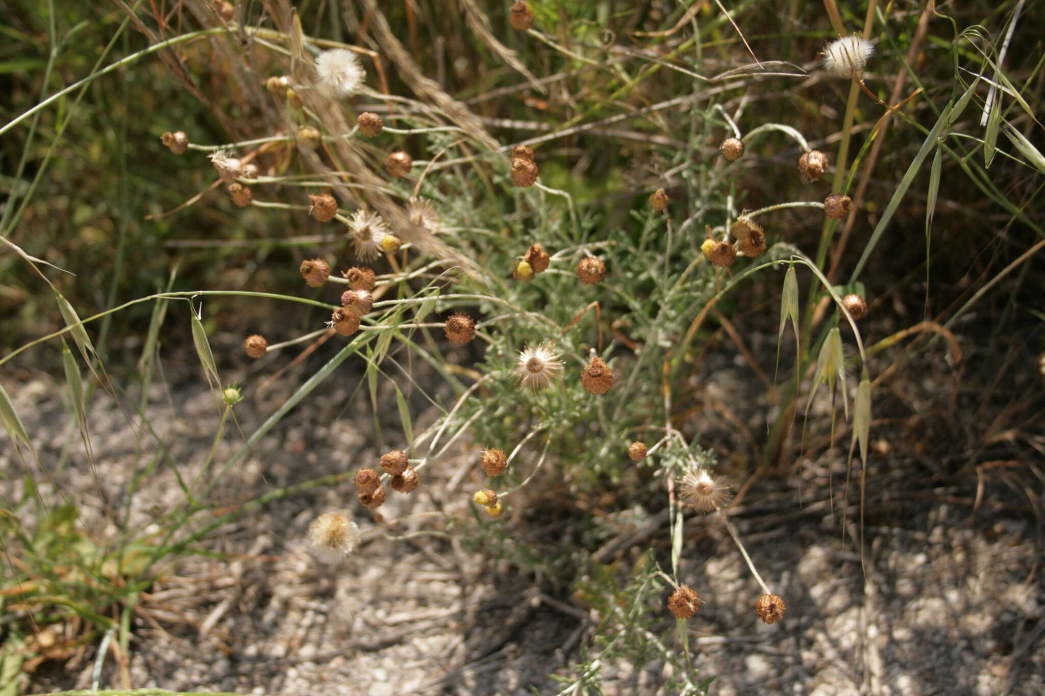 Image of Phagnalon graecum Boiss. & Heldr.