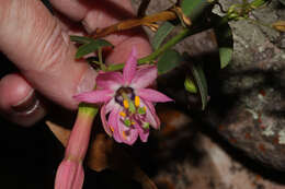 Image of Passiflora gracilens (A. Gray) Harms