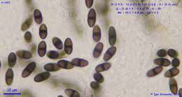 Image of Delitschia perpusilla Speg. 1898