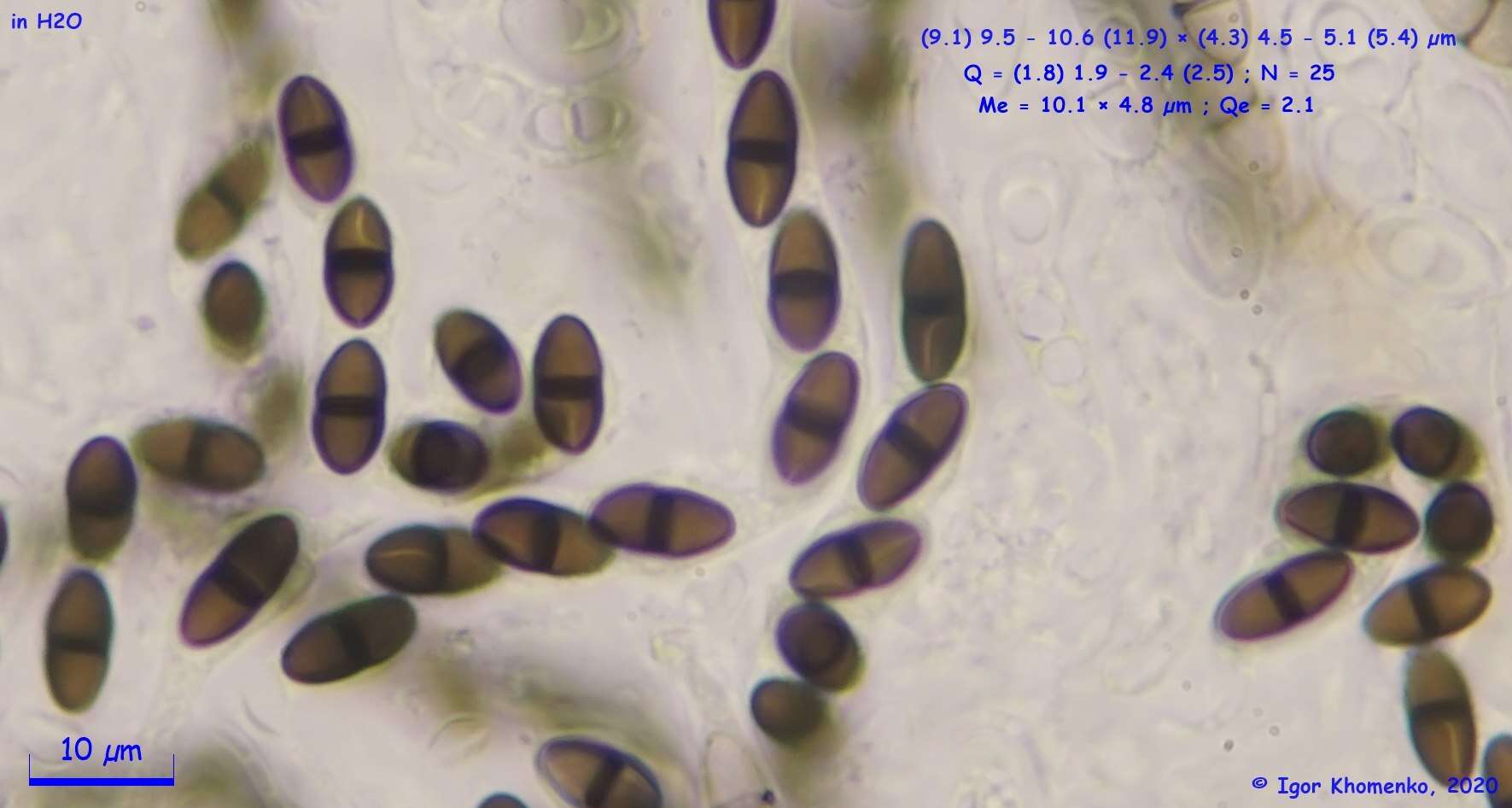Image of Delitschia perpusilla Speg. 1898