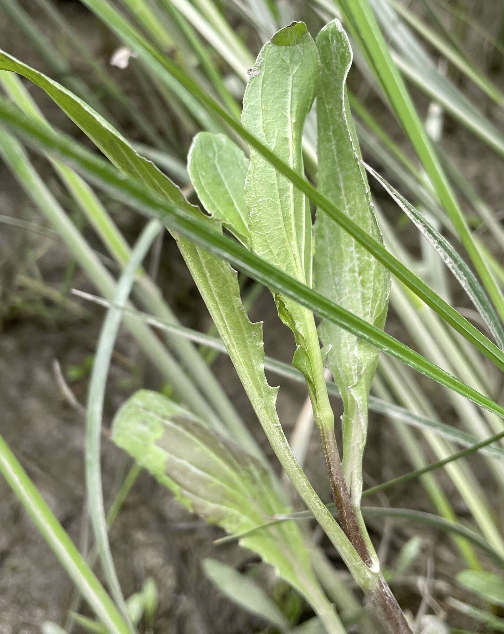 Image of Erythranthe scouleri (Hook.) G. L. Nesom