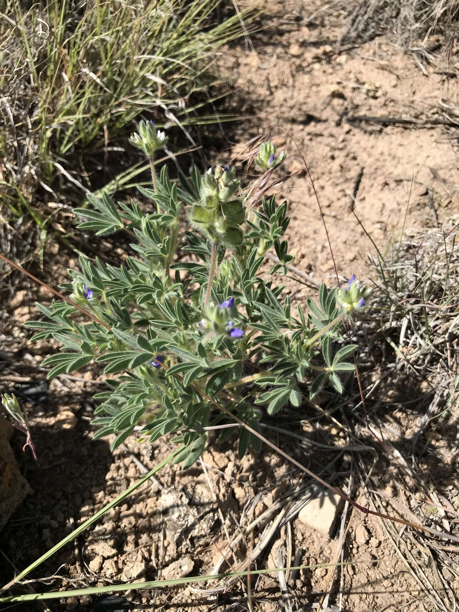 Plancia ëd Lupinus kingii S. Watson