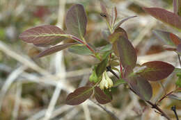 Imagem de Lonicera caerulea subsp. pallasii (Ledeb.) Browicz