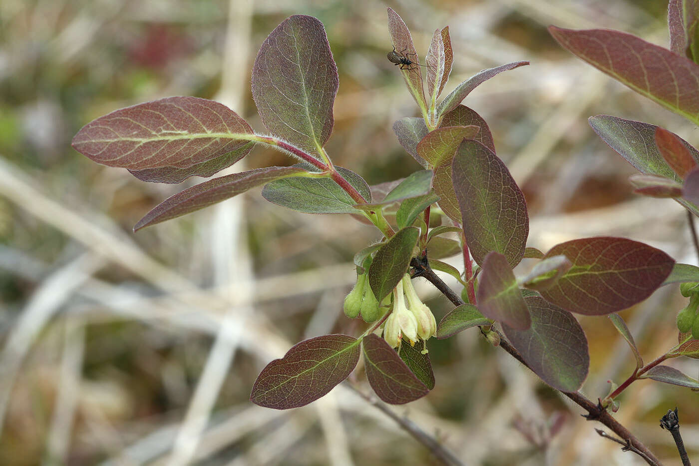 Image de Lonicera caerulea subsp. pallasii (Ledeb.) Browicz