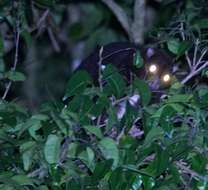 Image of Herbert River Ringtail Possum