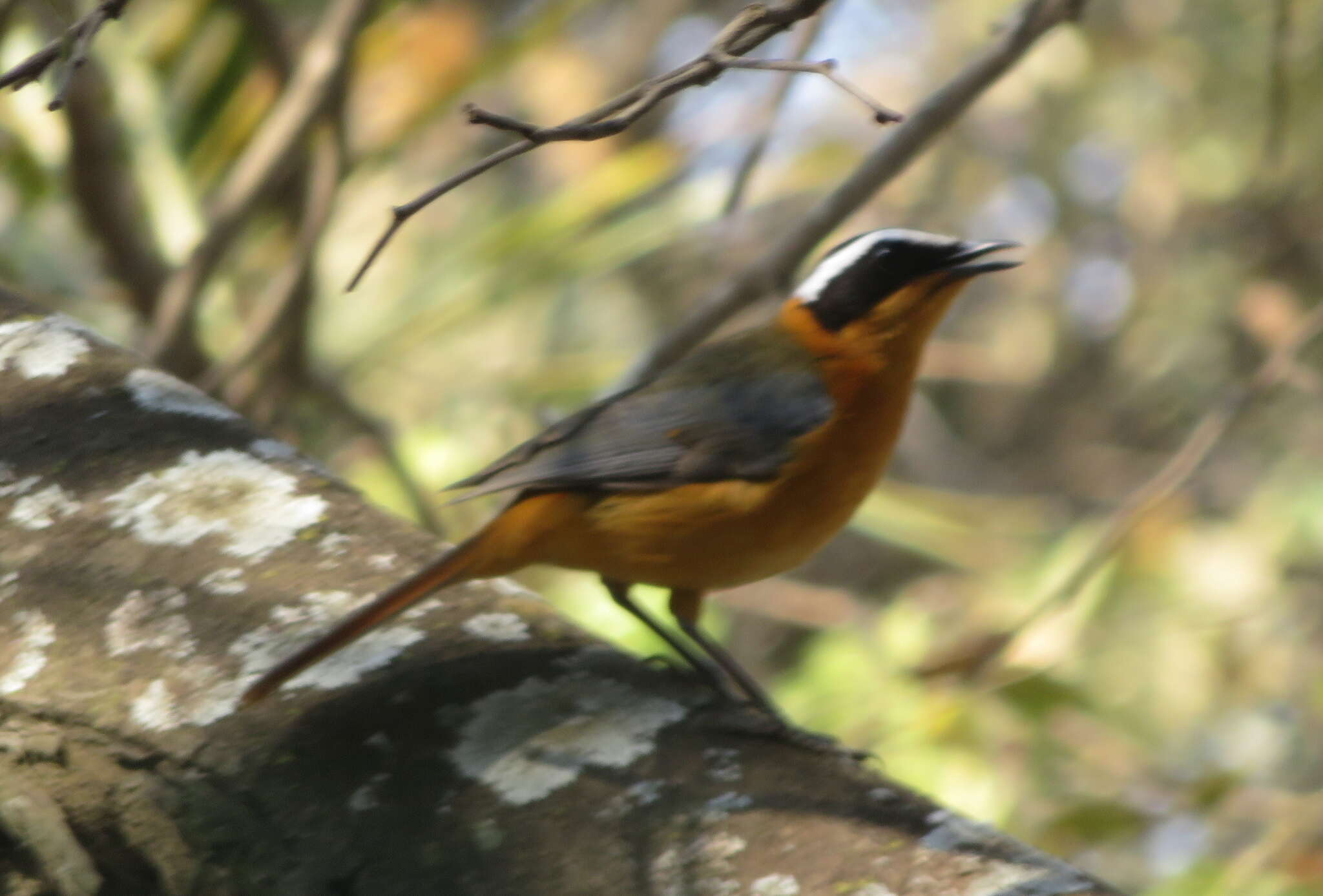 Image of Heuglin's Robin