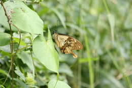 Imagem de Papilio dardanus Brown 1776