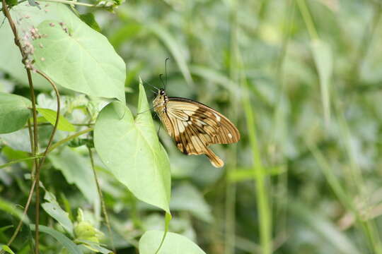 صورة Papilio dardanus Brown 1776