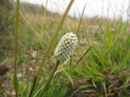 Eryngium zosterifolium H. Wolff resmi