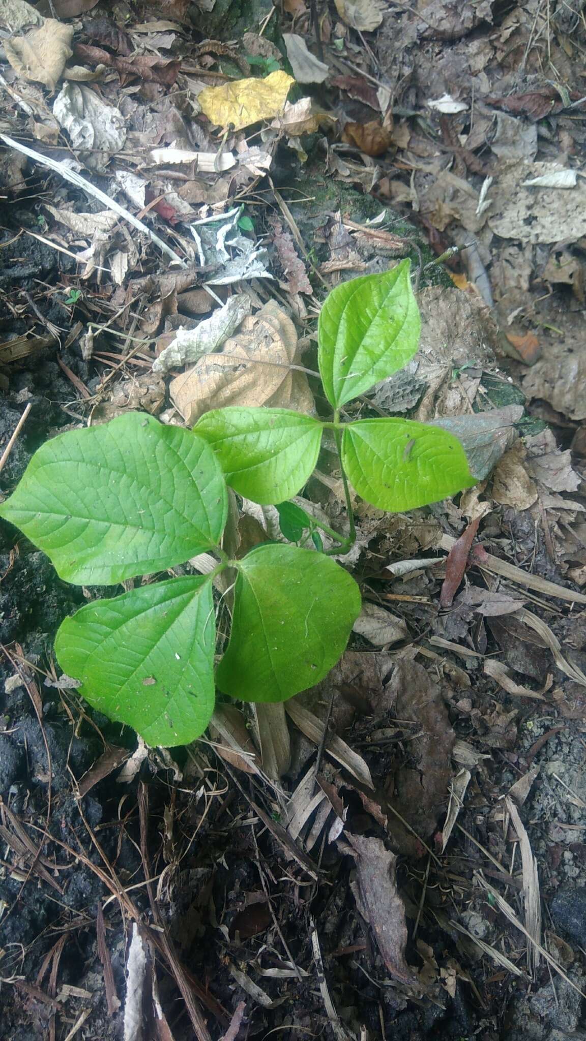 Image de Dioscorea hispida Dennst.