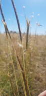 Plancia ëd Dichanthium queenslandicum B. K. Simon