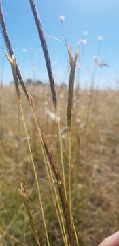 Imagem de Dichanthium queenslandicum B. K. Simon