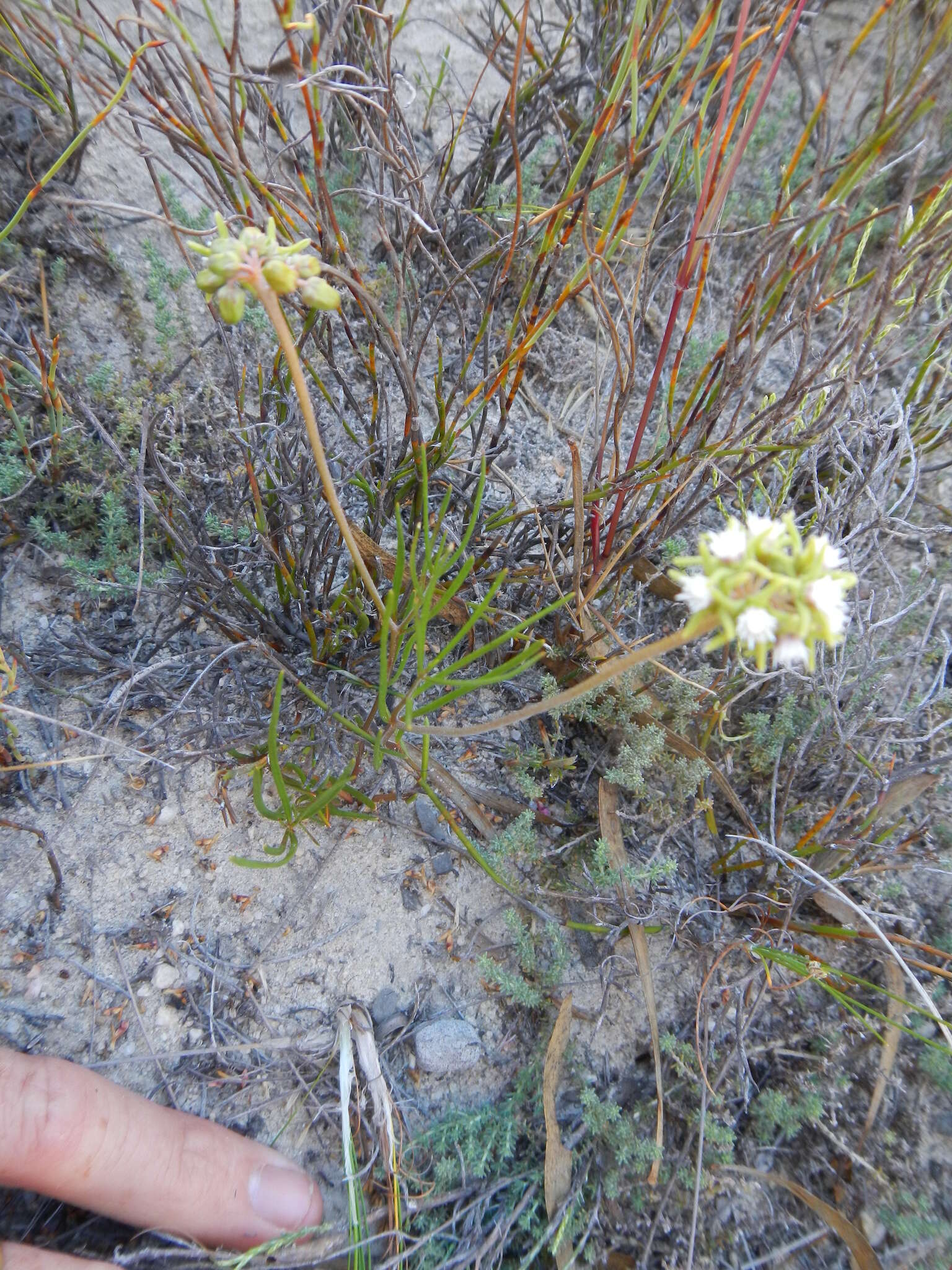 Image de Eustegia minuta (L. fil.) N. E. Br.