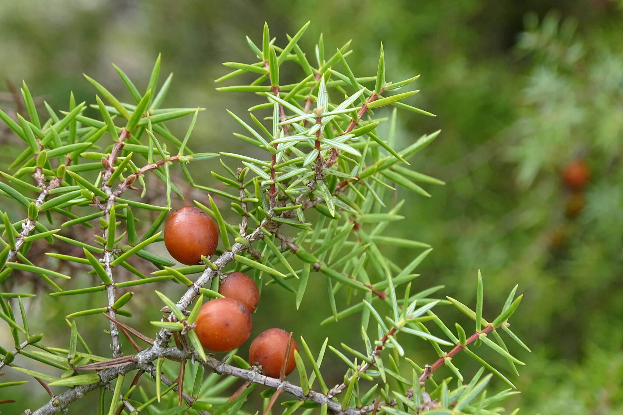 Imagem de Juniperus oxycedrus L.