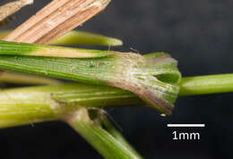 Image of Australian lovegrass