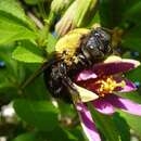 Image of Xylocopa lieftincki Leys 2000