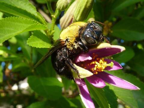 Image de Xylocopa lieftincki Leys 2000